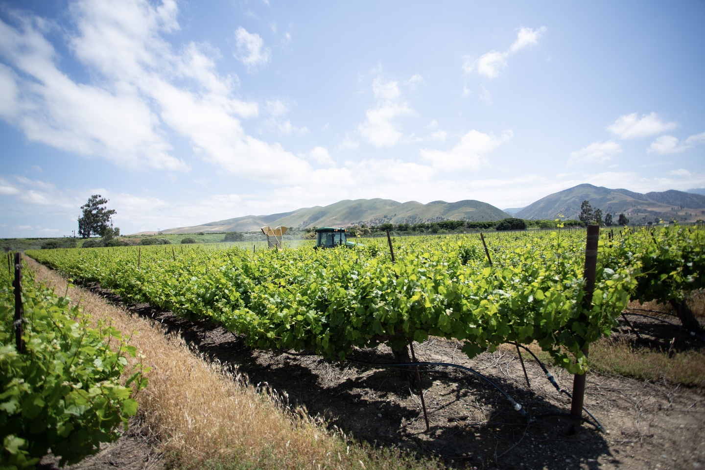View of Weed Management in Grapes during the Winter - Helena Agri-Enterprises