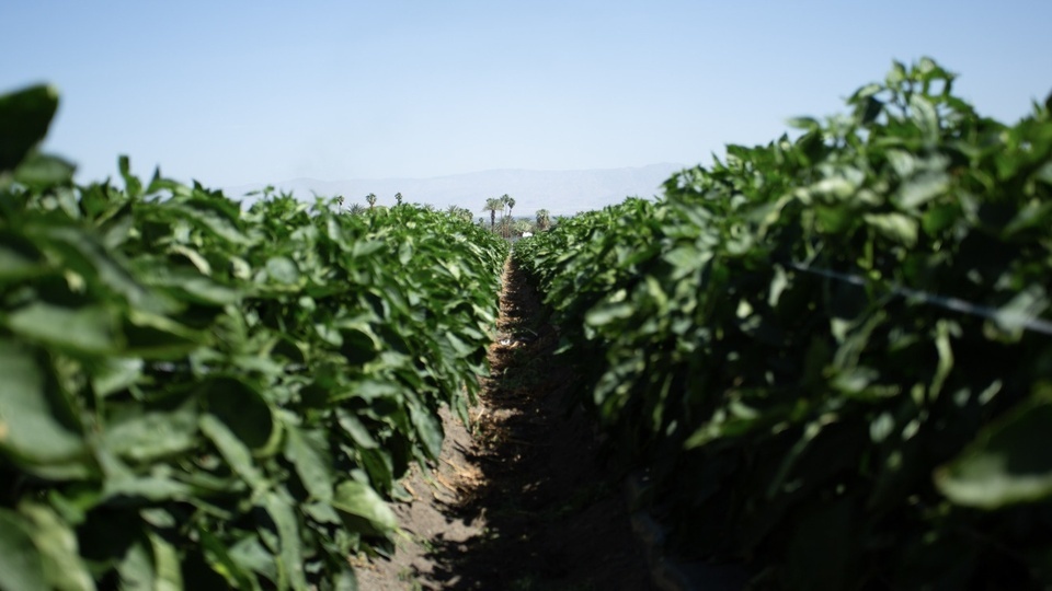 Enzyme Technology Yields Strong Results