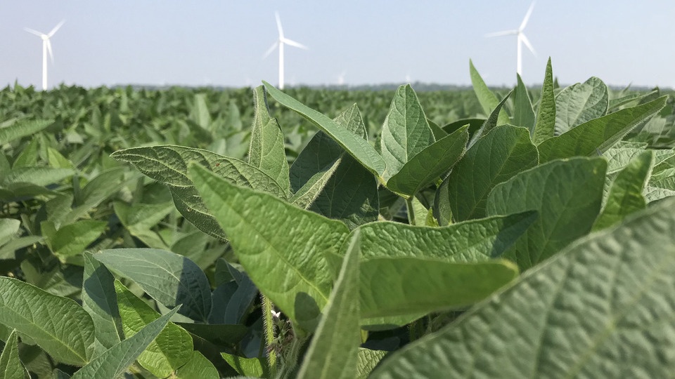 Understanding the Importance of Fungicides