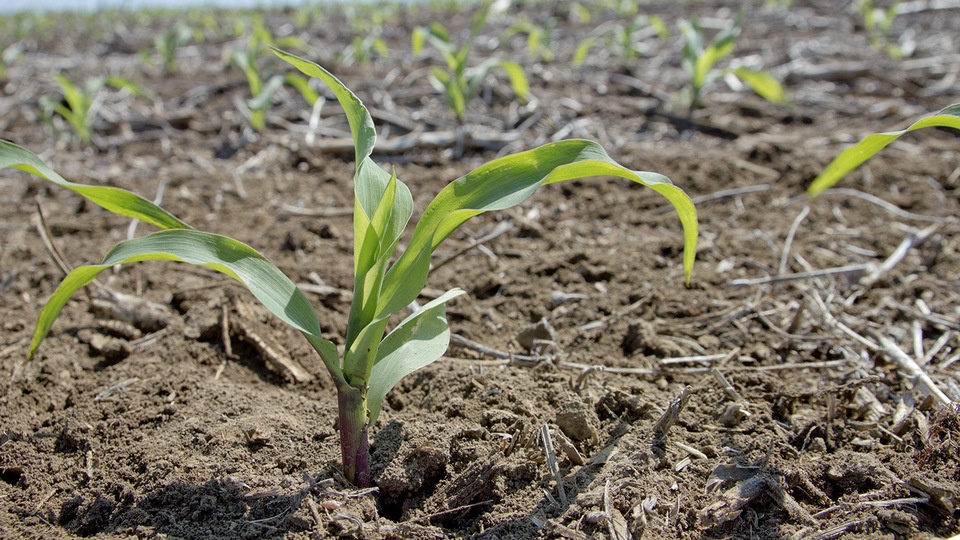 Readying Midwest Corn Growers for Black Cutworm