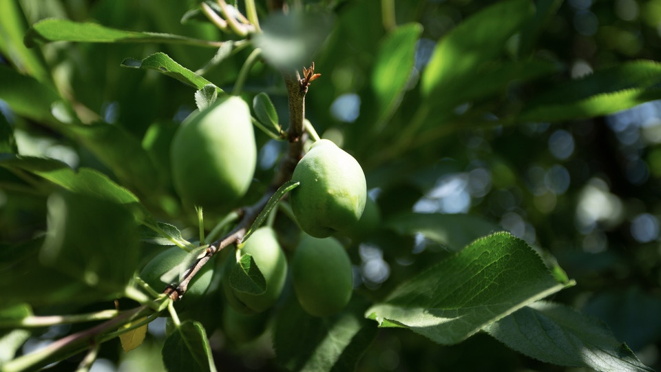 Be Almond Wise: Maximize Yields with Optimal Flower Formation