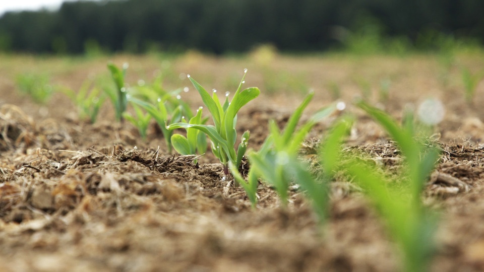 The Benefits of Starter Fertilizers