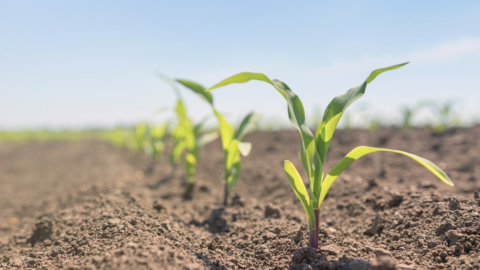 Crop Emergence Shifts Focus to Foliar Nutrition