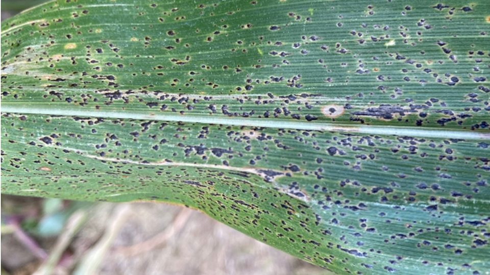 Tar Spot: An Unwelcome Newcomer to the Midwest