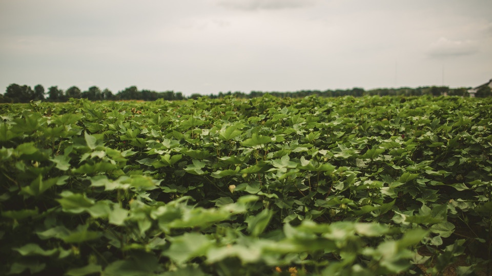 Breaking Down the Microbial Hype