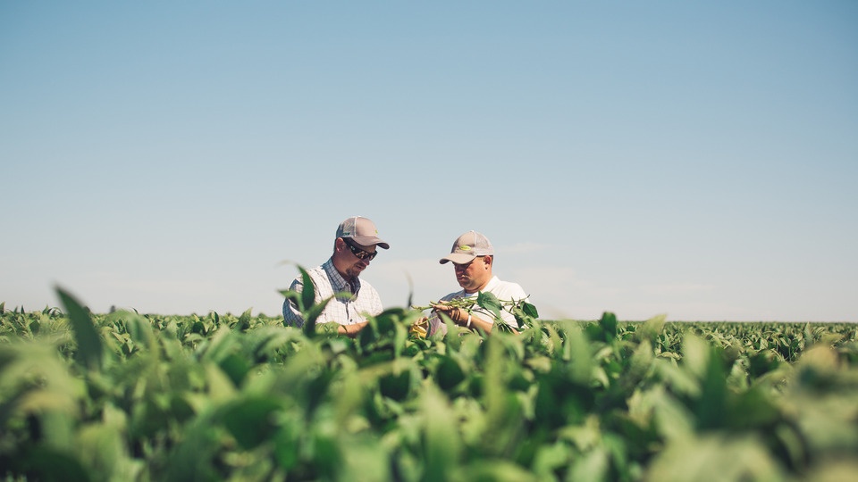 Significant Nutrient Deficiencies in Soybeans at Key Growth Stages