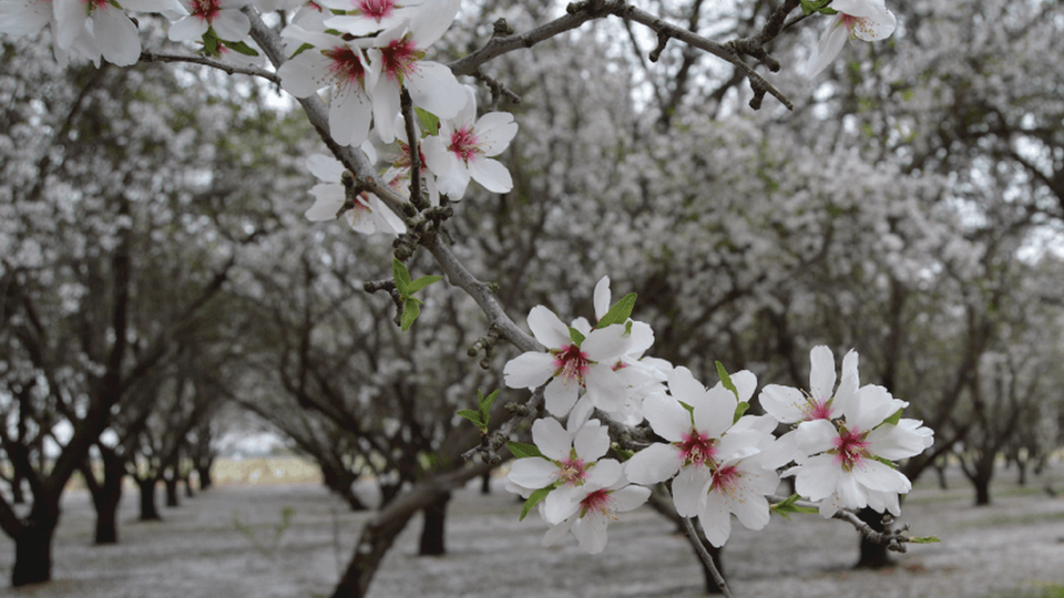Almond Bloom Approaches Rapidly