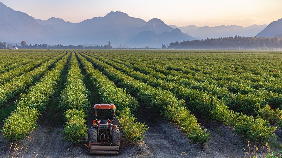 Mid-Season Nutrition for Blueberries