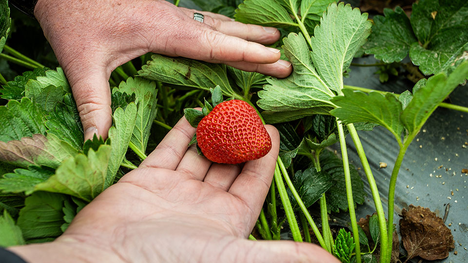 A Customized Post-Harvest Approach