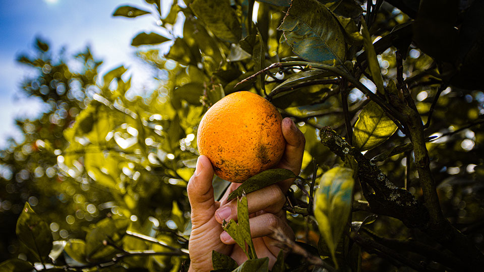 Supporting a Fruitful Citrus Bloom