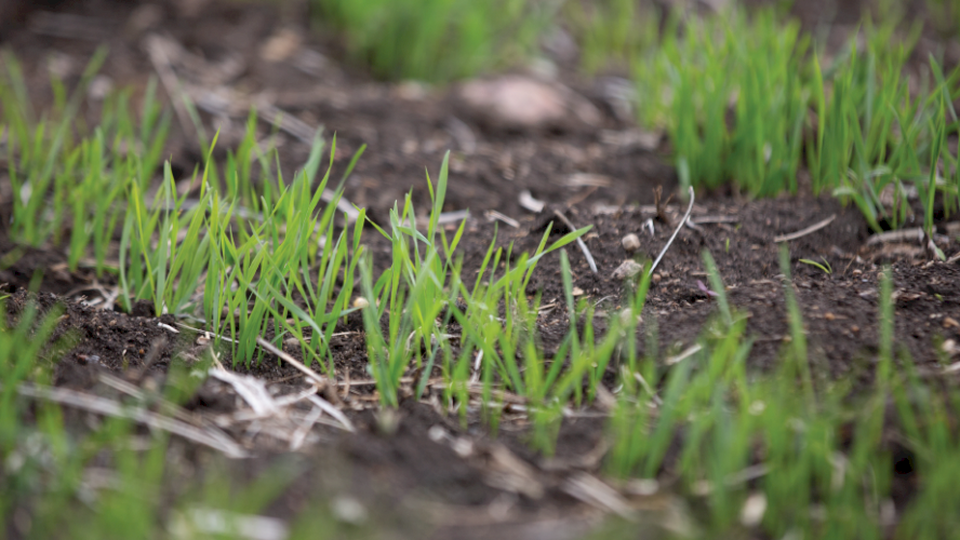 The Key to High-performing Wheat in Kansas