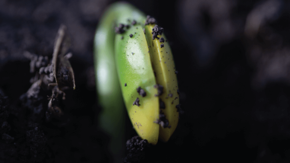 Helena Launches Two Exclusive Soybean Seed Treatments for the 2024 Growing Season