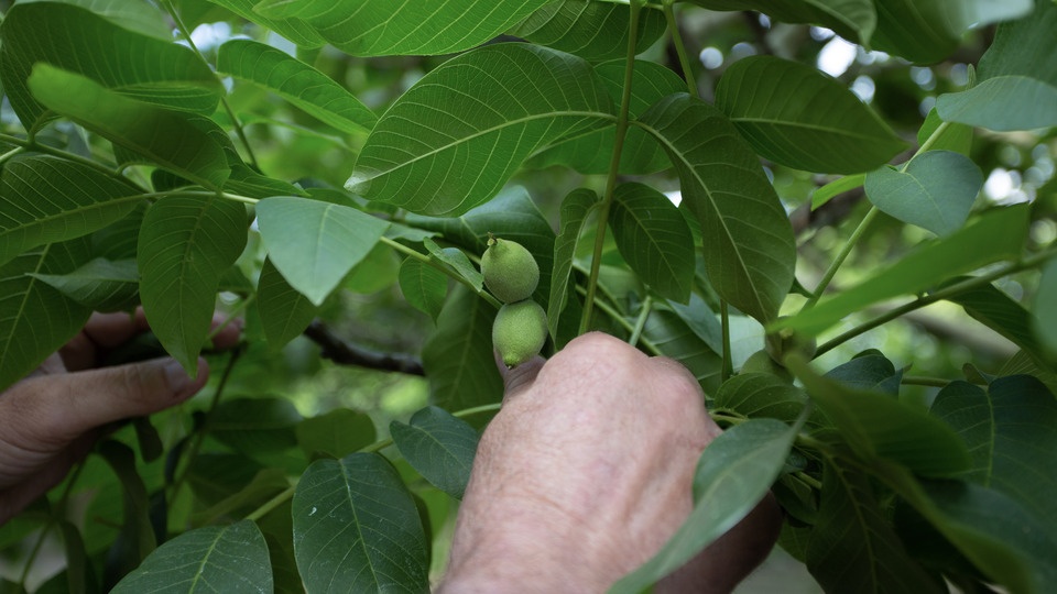Addressing Soil Fertility under Saturated Conditions
