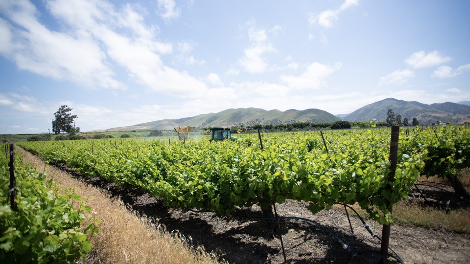 Weed Management in Grapes during the Winter