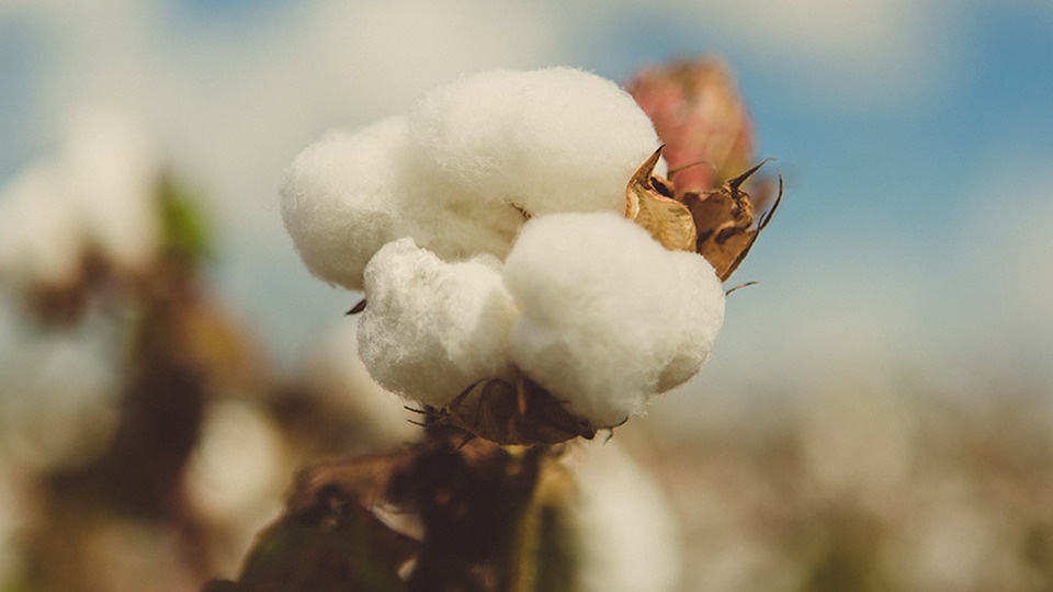 Keys to Successful Cotton Defoliation