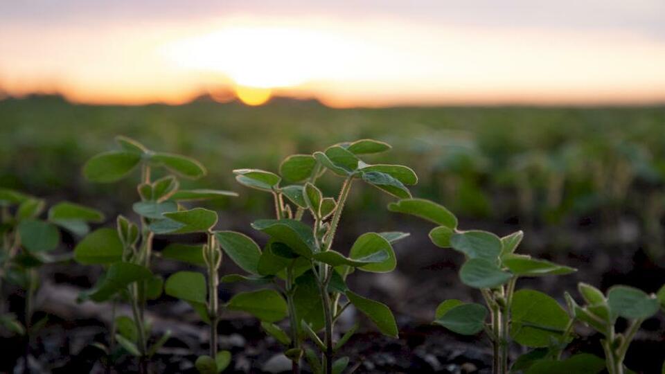 The Chronicles of Coron Metra: The Original Sustainable Source of Nitrogen