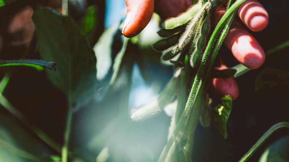 How to Produce Late-Season Gains