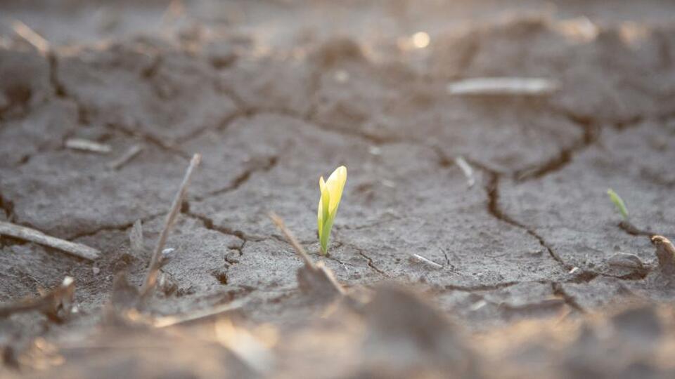 The Relevance of Replanting and how to Recover