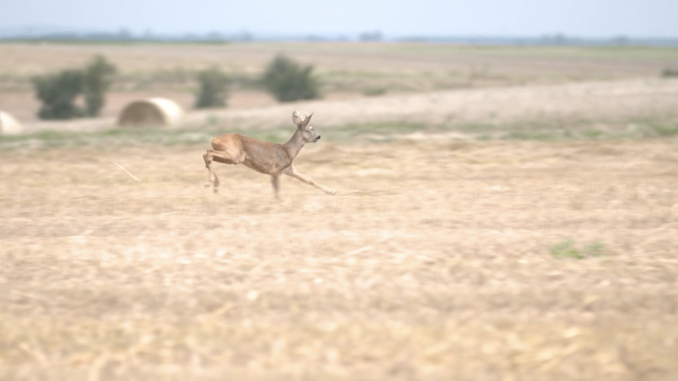 Managing Deer and Other Wildlife on Your Land