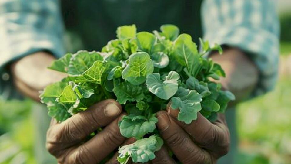 Uncovering the Hidden Wonders of Mint