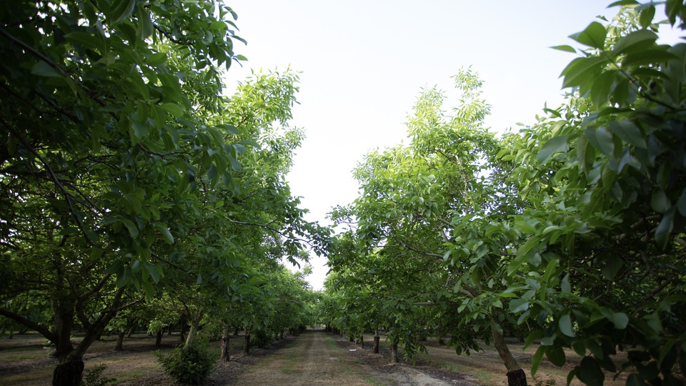 Be Almond Wise: The Need for Nitrogen