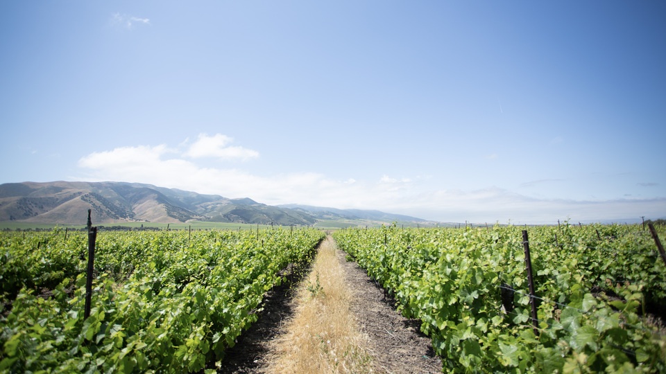 The Importance of Sampling in Grape Production