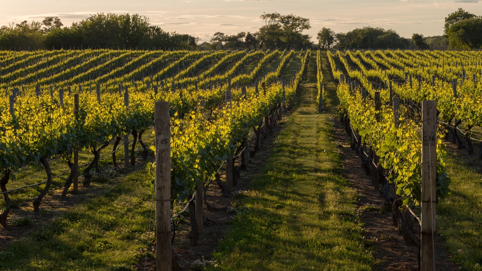 GrapeWise: Maximizing Vine Health and Yield Through Strategic Nutrition