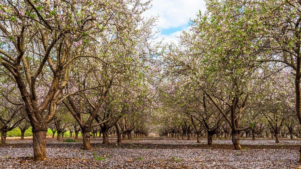 AlmondWise: Manage Crop Development with Tissue Sampling