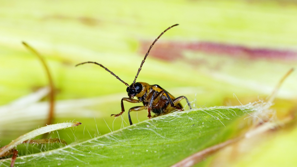 Defending Acres Against Insects and Diseases