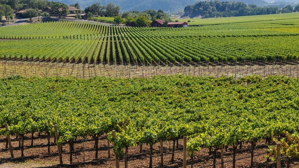 Be GrapeWise: Maximize Fruit Quality with Targeted Applications of Potassium