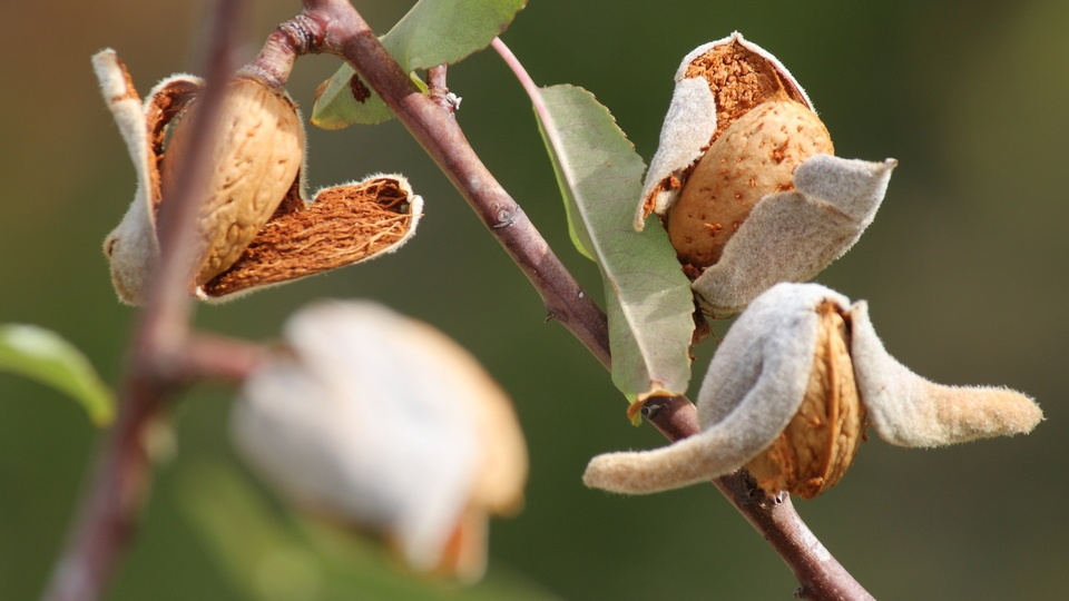 Be AlmondWise: Protect Almond Yield During Peak Stress Season