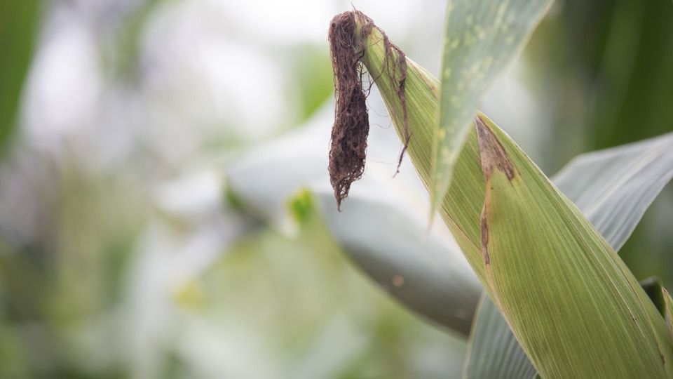 Thriving This Growing Season: Importance of In-Season Nitrogen