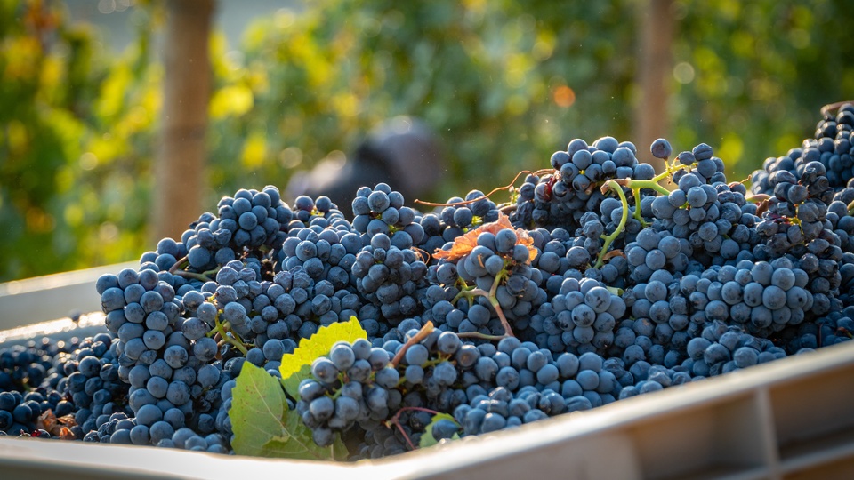 Be Grape Wise: From Harvest to Dormancy, A Complete Vineyard Recovery Protocol
