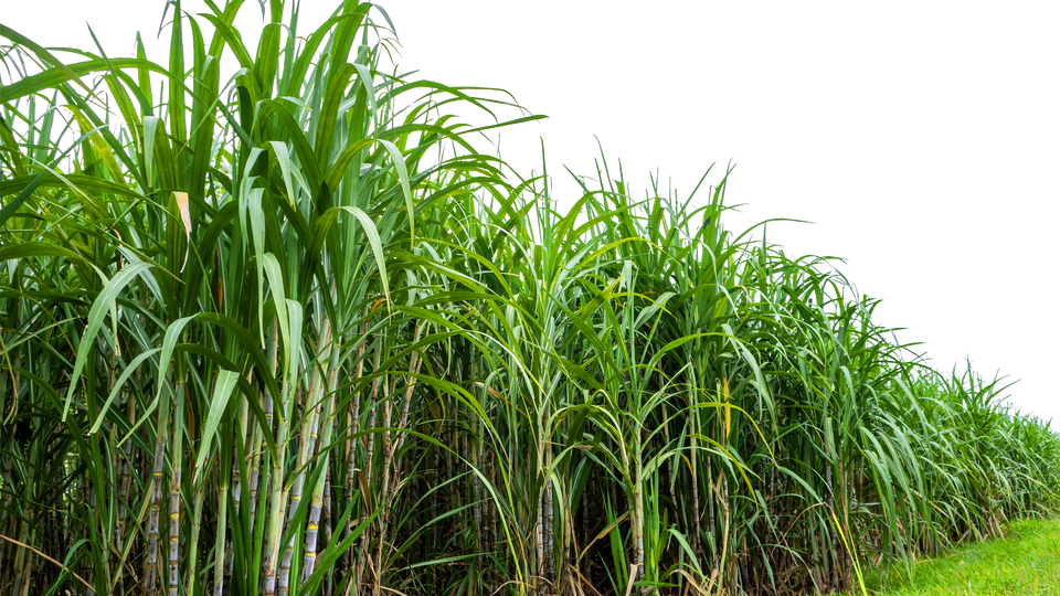 Innovation in Action: Helena’s Role in Sugarcane Weed Management