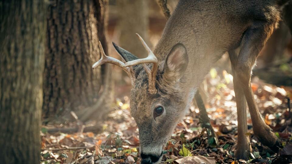 Winter Wildlife Feeding: Protect Your Landscape!