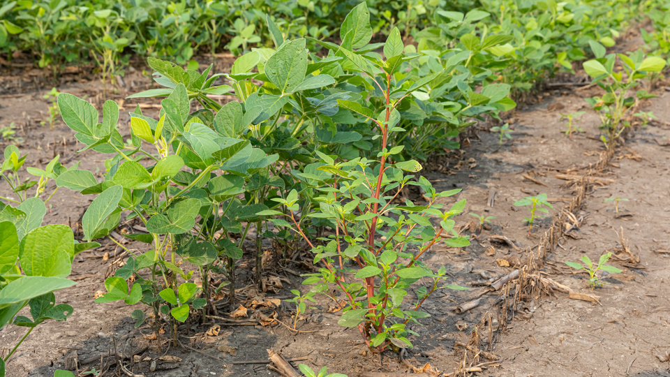 Building Smarter Herbicide Programs in a Resistance Era: Innovations in Herbicide Technology