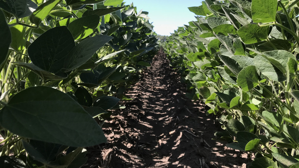 Building Resilient Fields: The Role of Herbicides in Integrated Crop Management