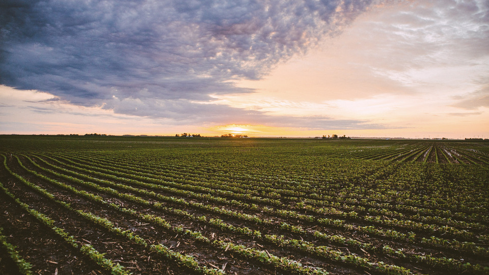 Finish Strong: The Role of In-Season Nitrogen