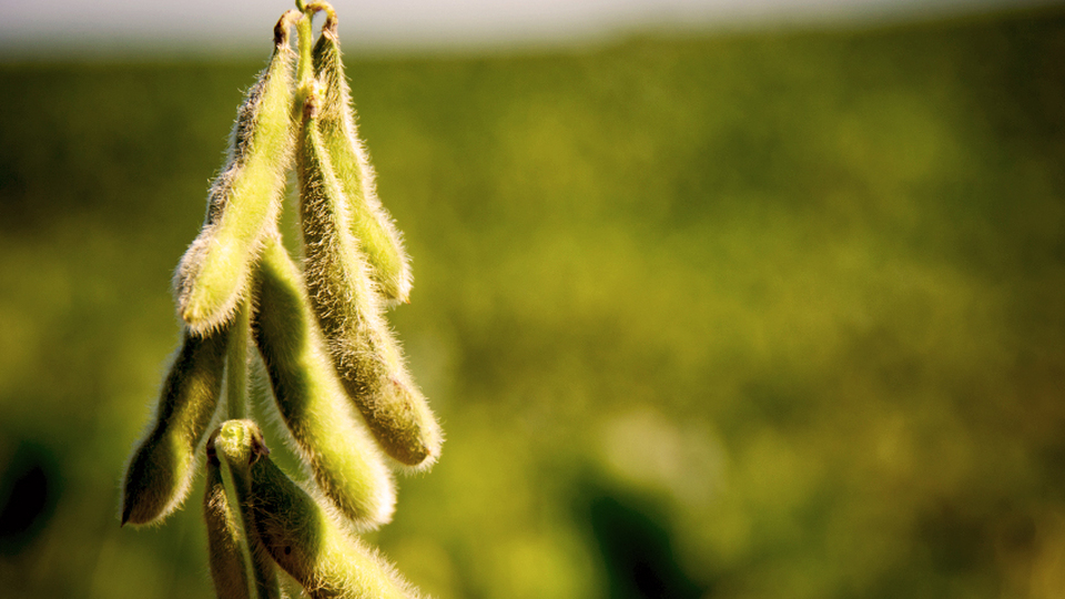 Turn Yield Potential into Bushels with Fullscale