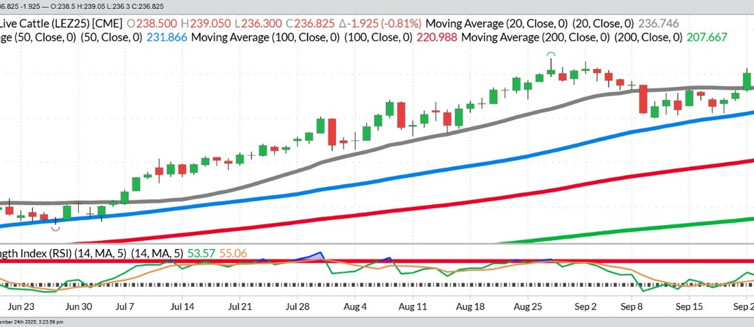 December Cattle – Daily