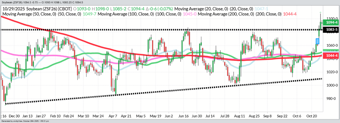 January Beans- Daily