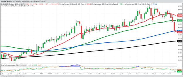 November Beans – Daily