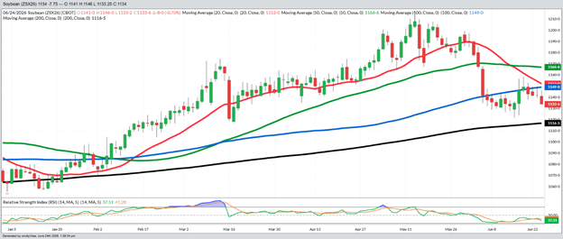November Beans – Daily