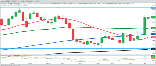 November Beans – Daily