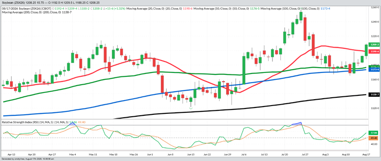 November Beans – Daily