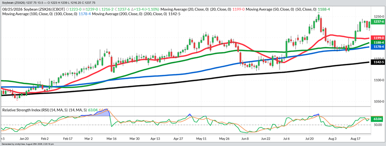 November Beans - Daily
