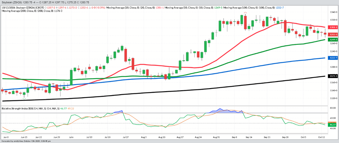 November Bean – Daily