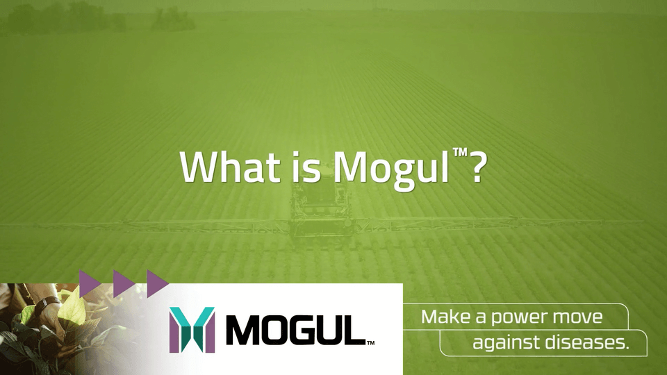 Mogul