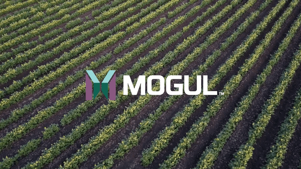 Mogul