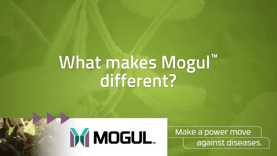 Mogul